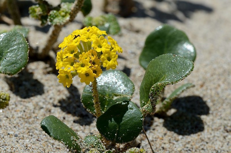 Coastal Sand Verbena photo 3