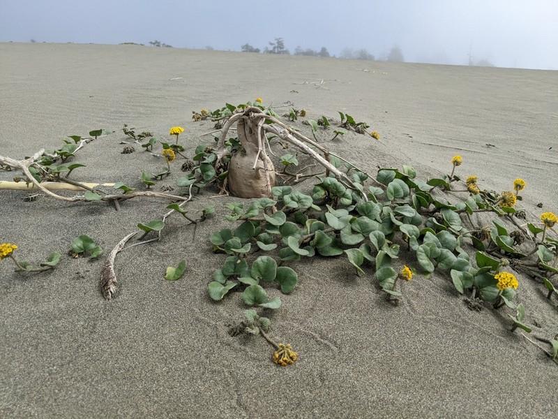Coastal Sand Verbena photo 4