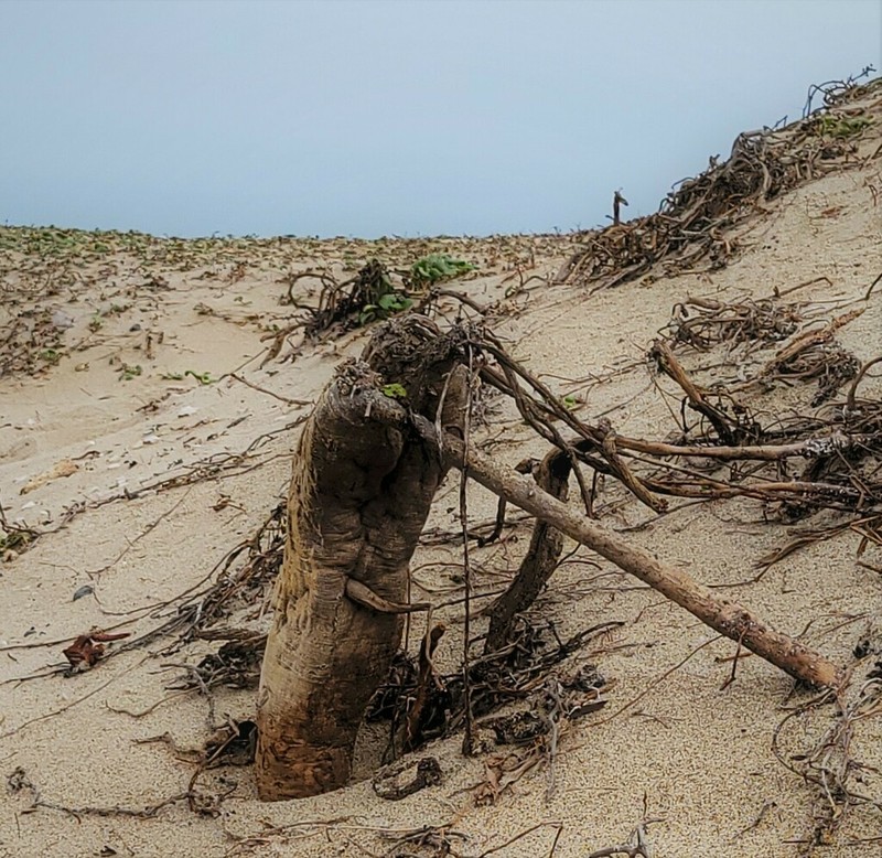 Coastal Sand Verbena photo 5