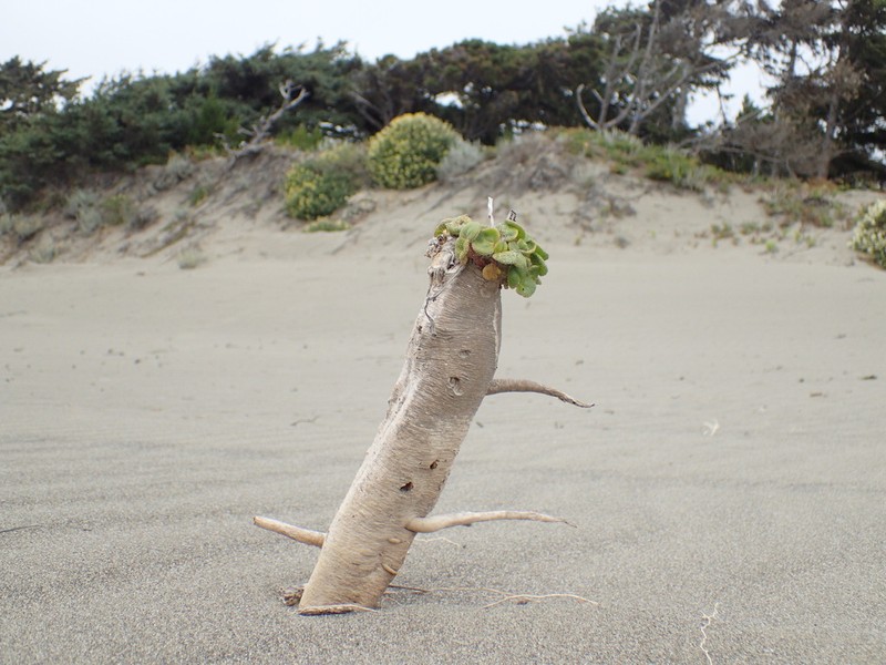 Coastal Sand Verbena photo 6