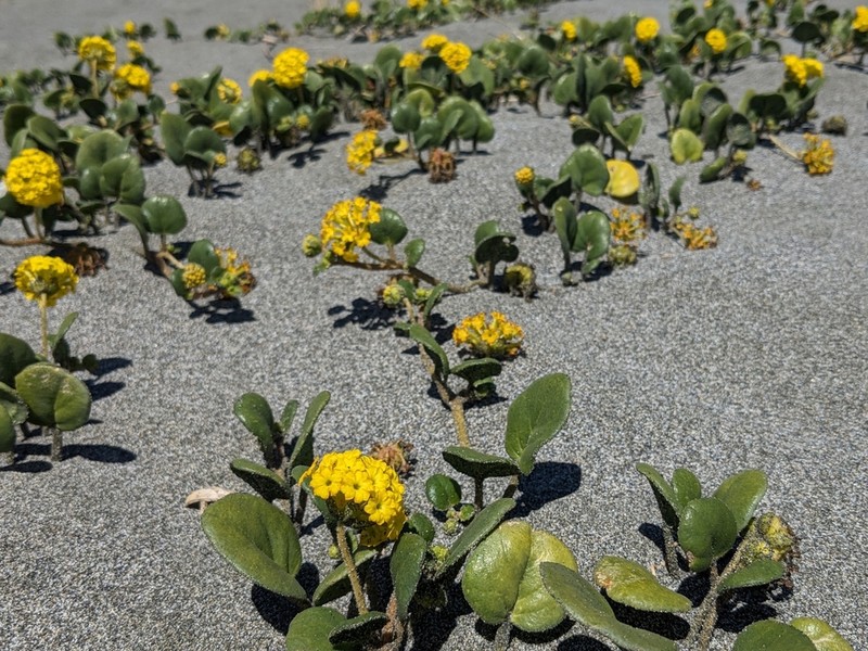 Coastal Sand Verbena photo 7