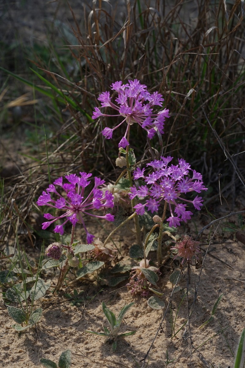Largefruit Sand Verbena photo 2