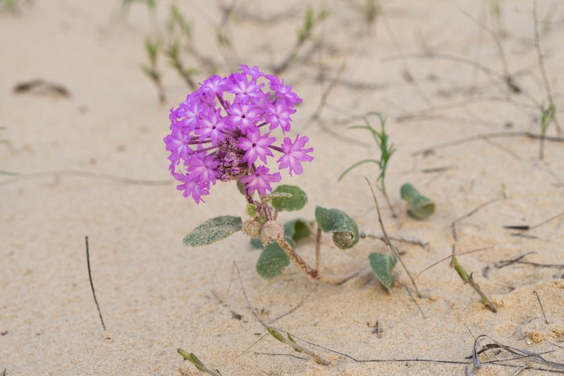 Largefruit Sand Verbena photo 3