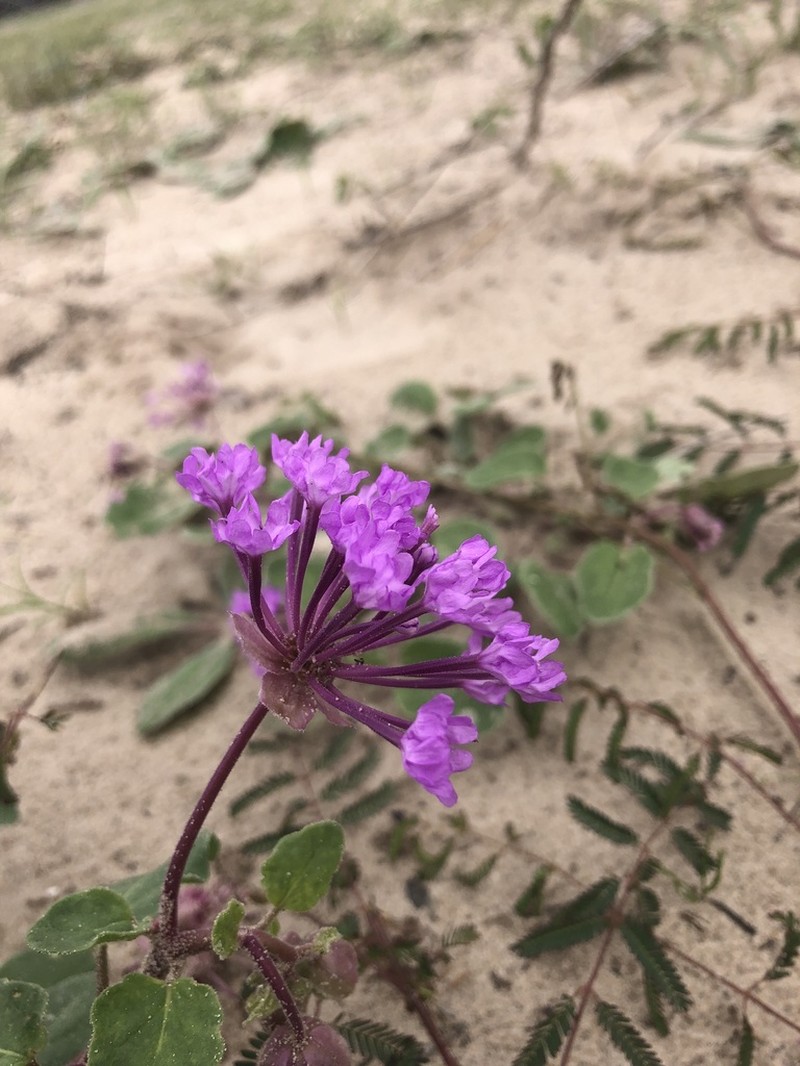 Largefruit Sand Verbena photo 4