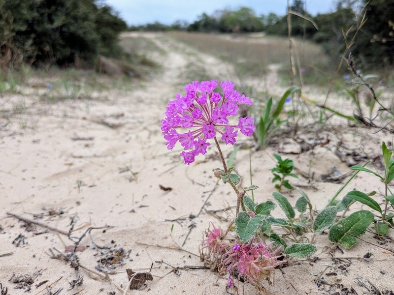 Largefruit Sand Verbena photo 5