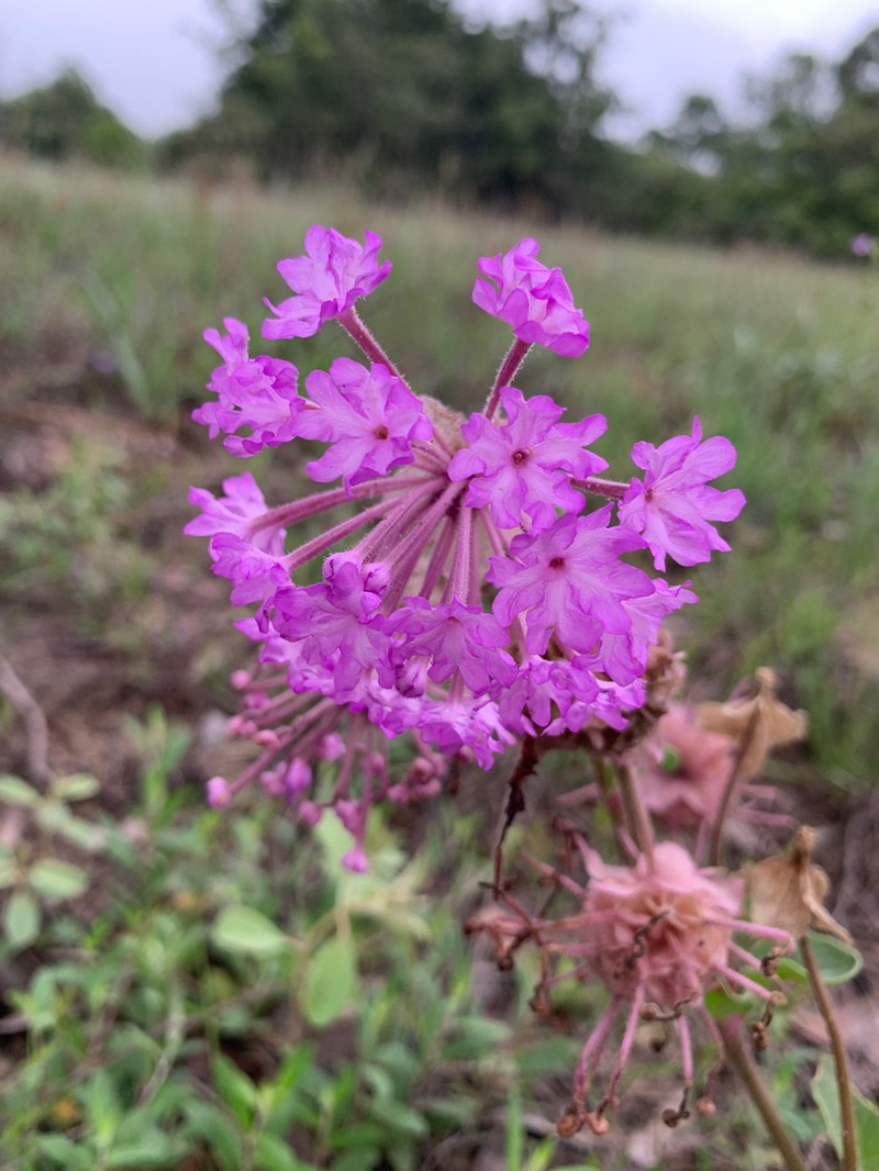 Largefruit Sand Verbena photo 6