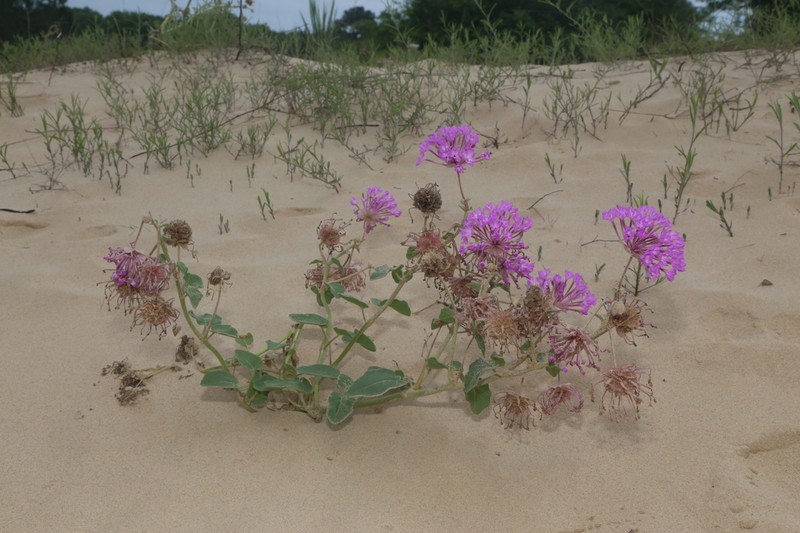 Largefruit Sand Verbena photo 7