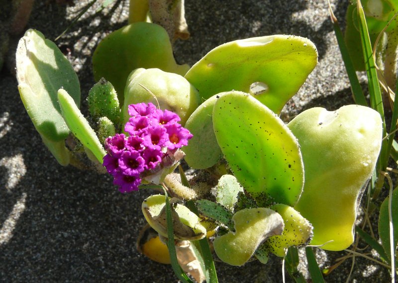 Red Sand Verbena