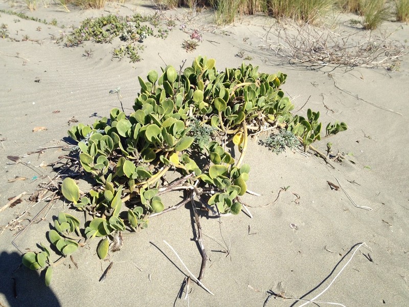 Red Sand Verbena photo 2