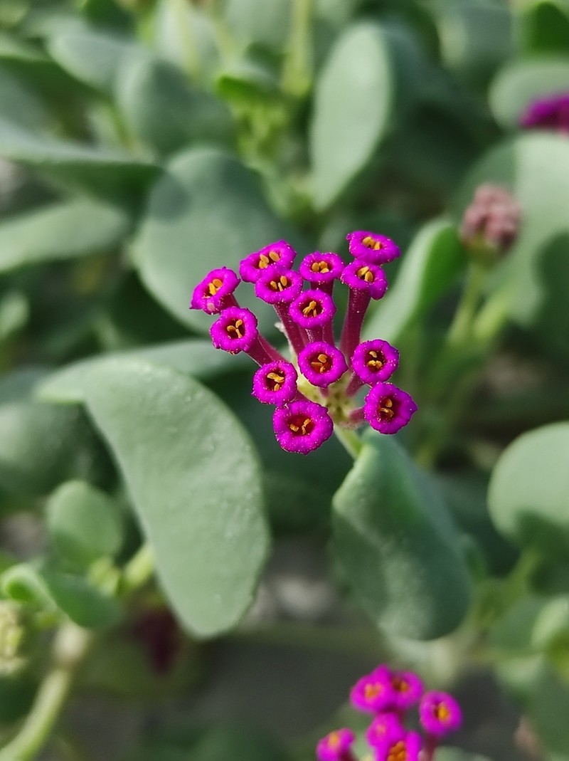 Red Sand Verbena photo 3