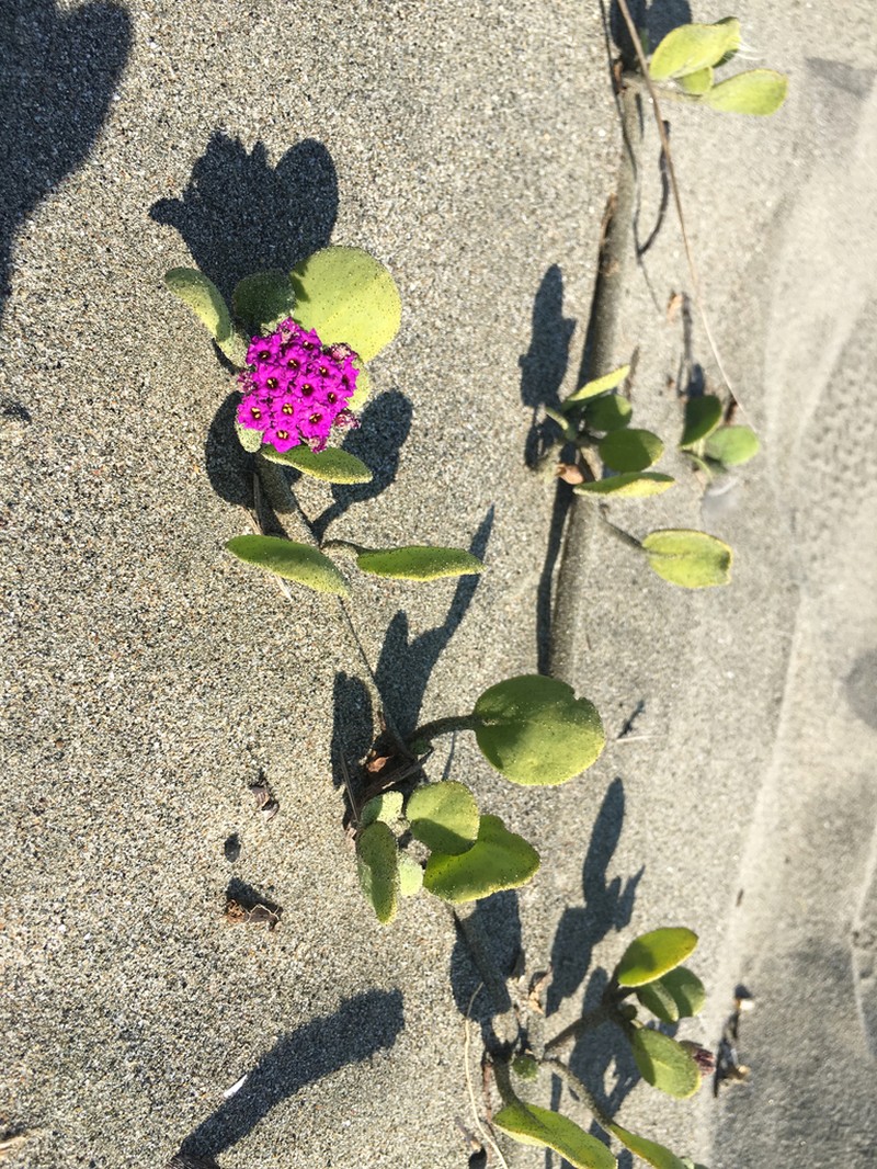 Red Sand Verbena photo 4