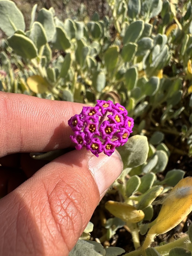 Red Sand Verbena photo 5