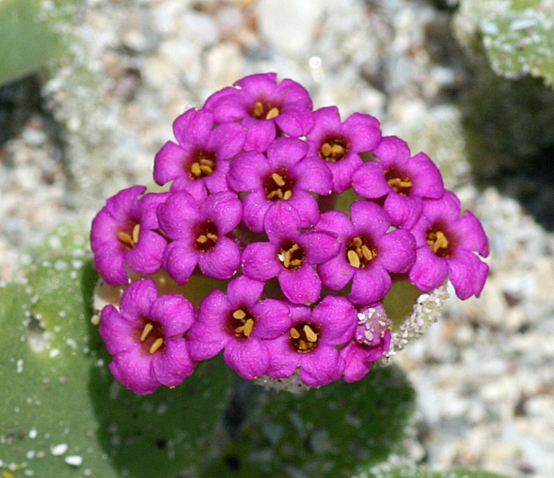 Red Sand Verbena photo 6