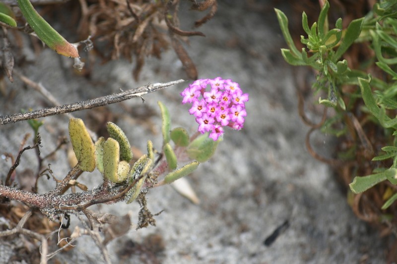 Red Sand Verbena photo 7