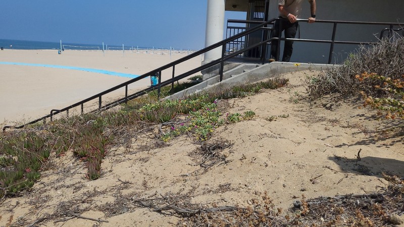 Abronia maritima subsp. maritima