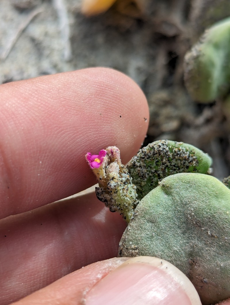 Abronia maritima subsp. maritima photo 2