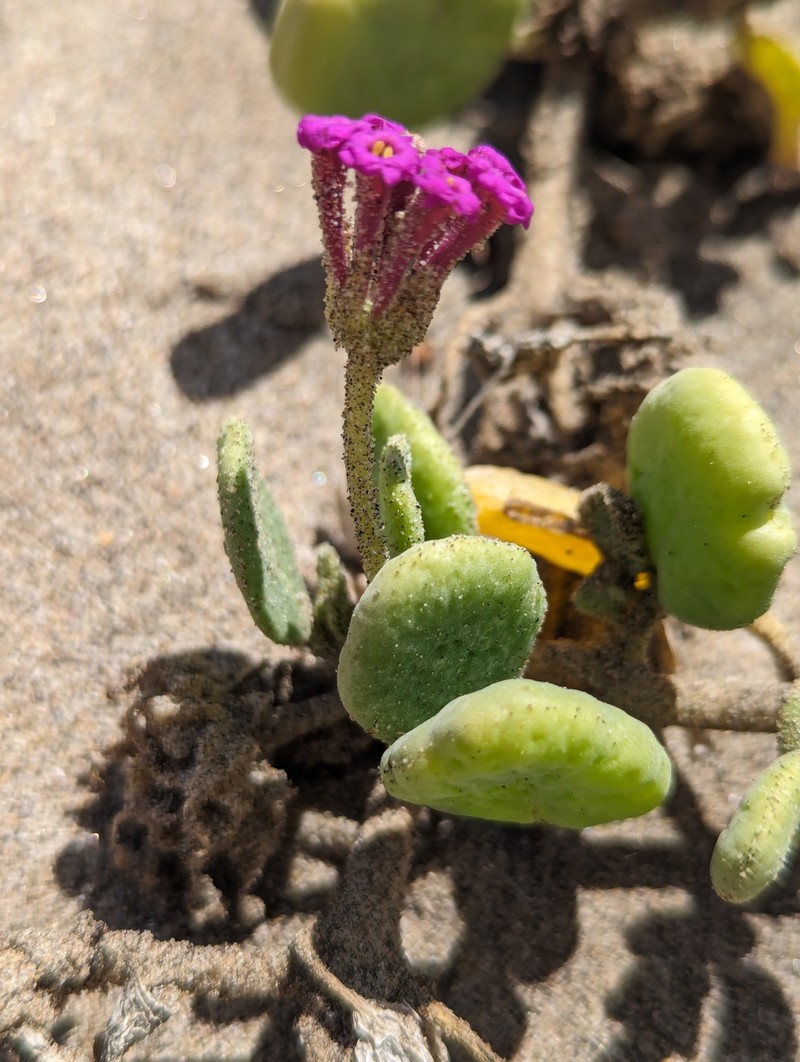 Abronia maritima subsp. maritima photo 3