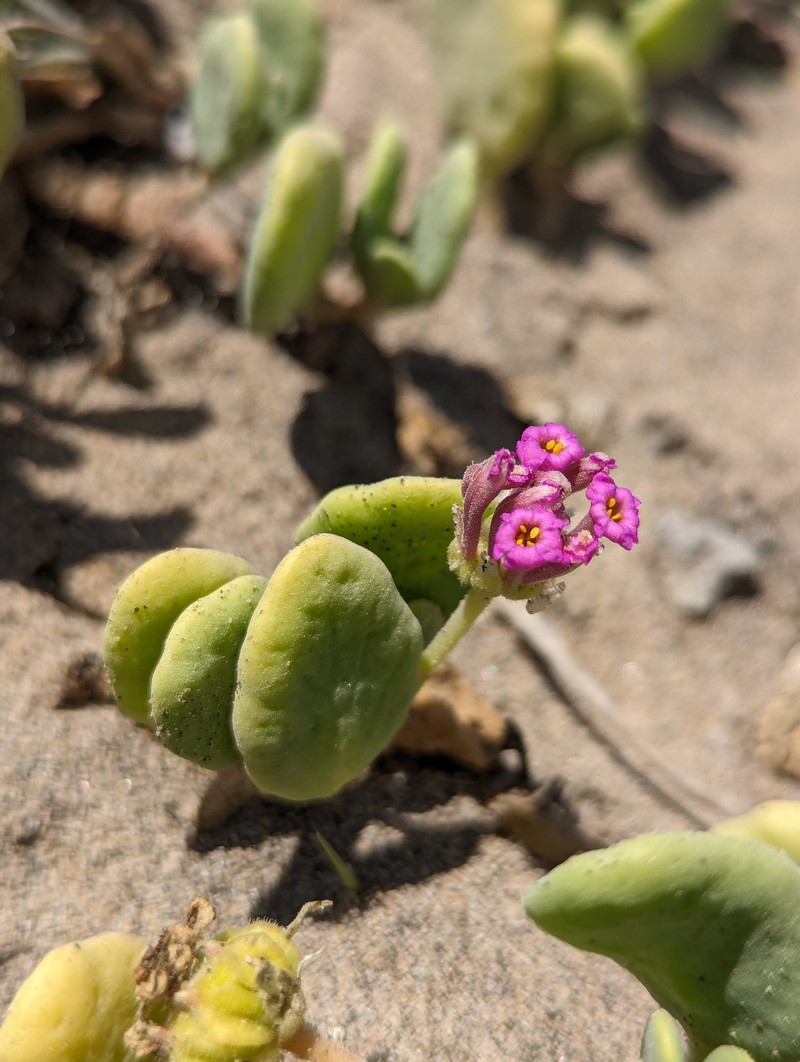 Abronia maritima subsp. maritima photo 4