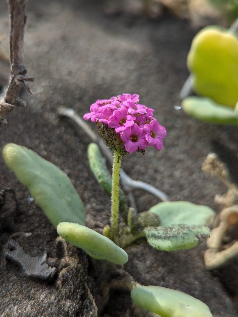 Abronia maritima subsp. maritima photo 5