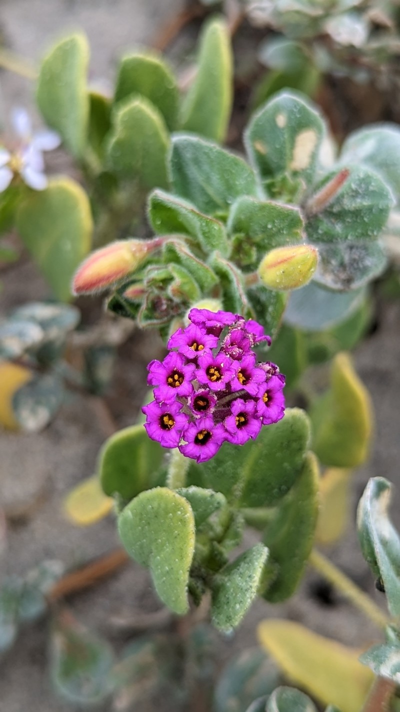 Abronia maritima subsp. maritima photo 6