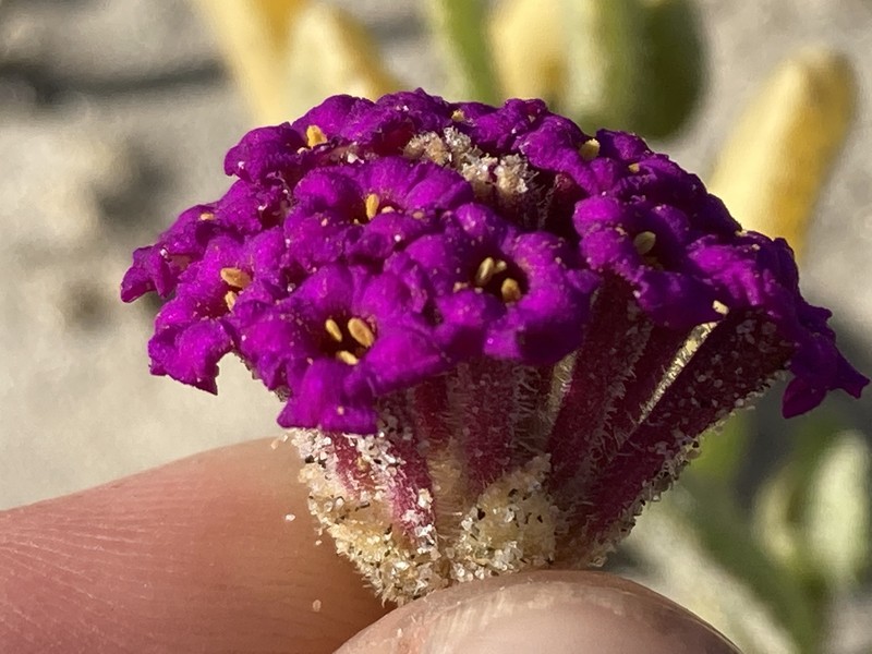 Abronia maritima subsp. maritima photo 7