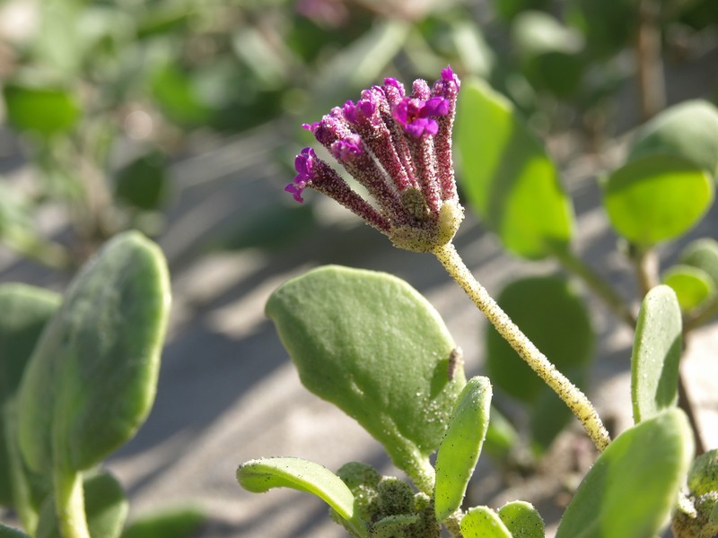Abronia maritima subsp. maritima photo 8