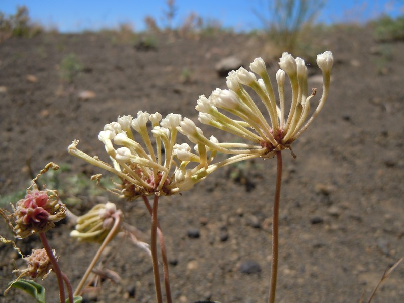 White Sand Verbena