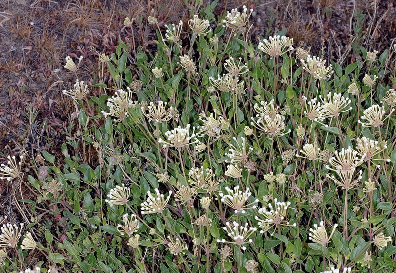 White Sand Verbena photo 2