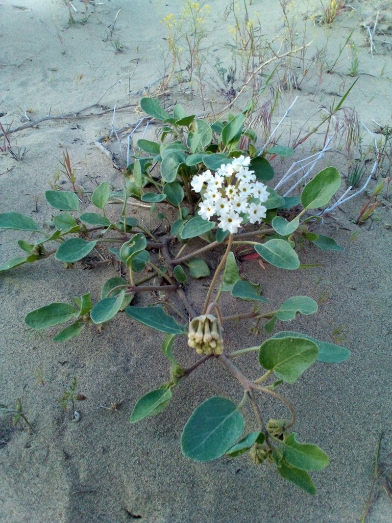White Sand Verbena photo 3