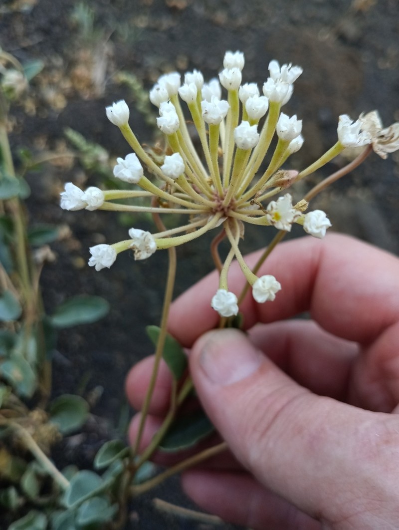 White Sand Verbena photo 4
