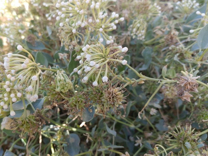 White Sand Verbena photo 5