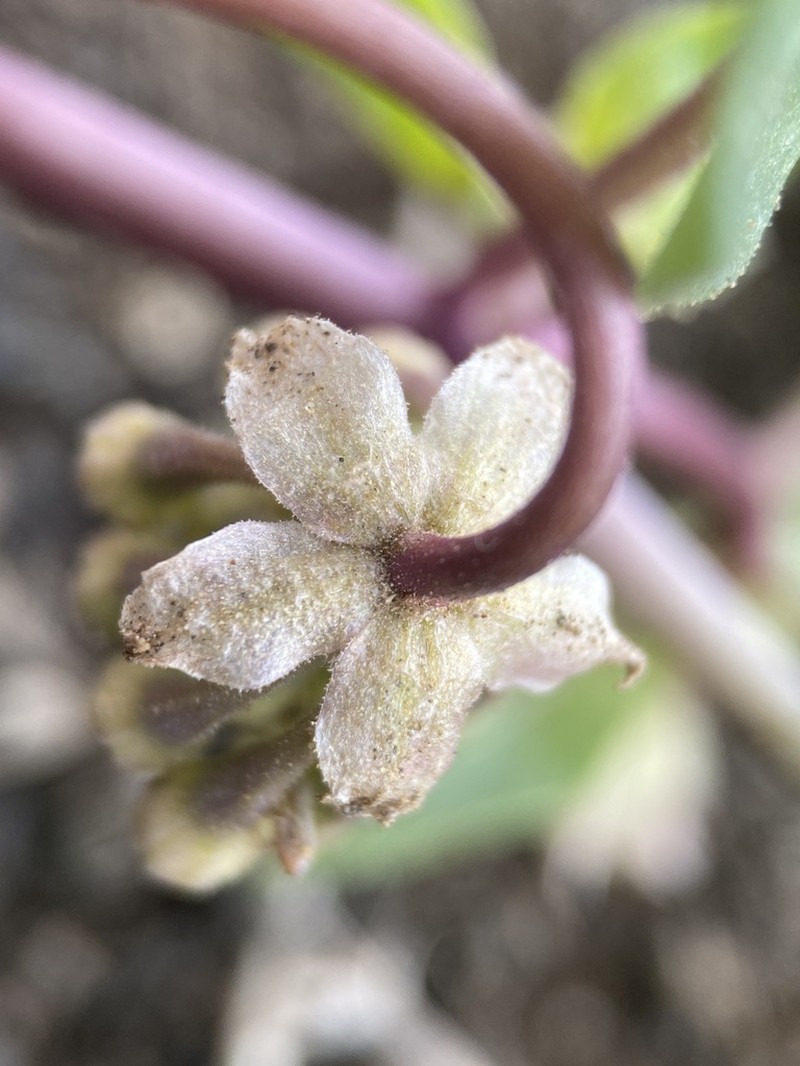 White Sand Verbena photo 6
