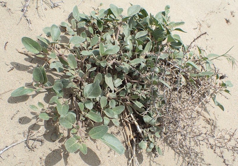 White Sand Verbena photo 7