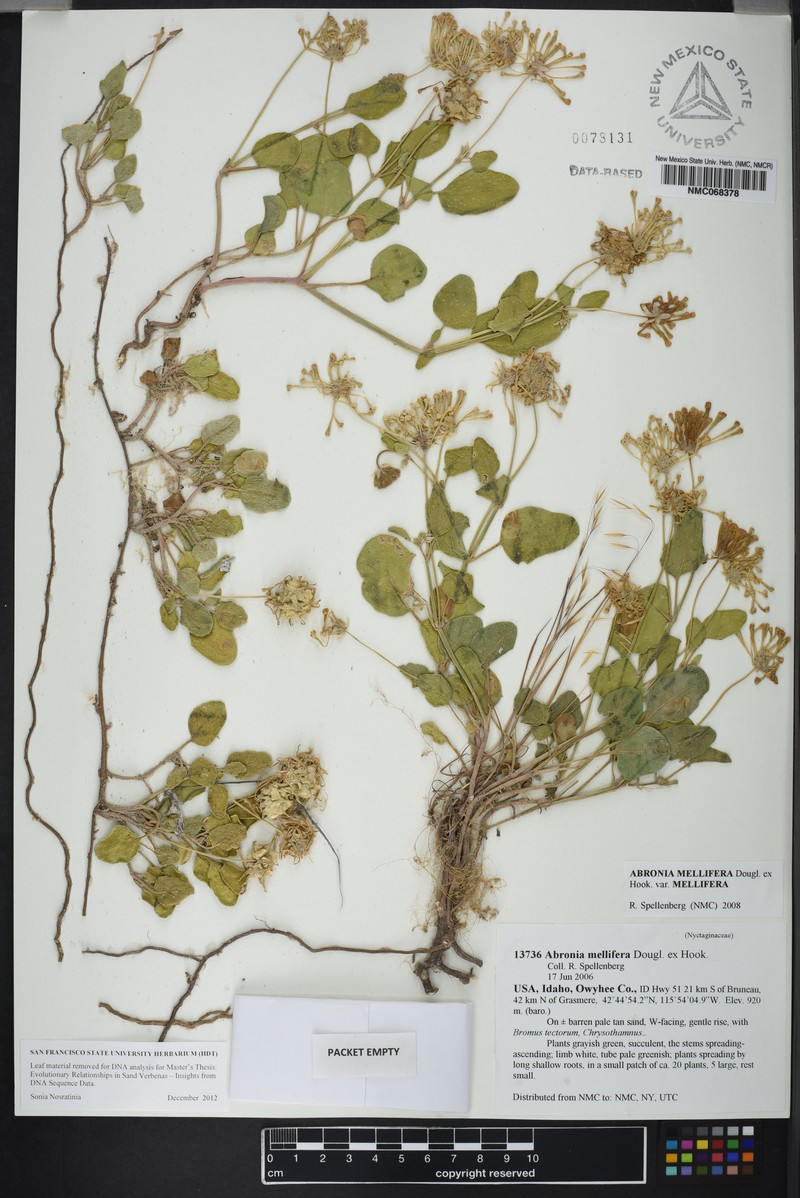 Abronia mellifera var. mellifera photo 3