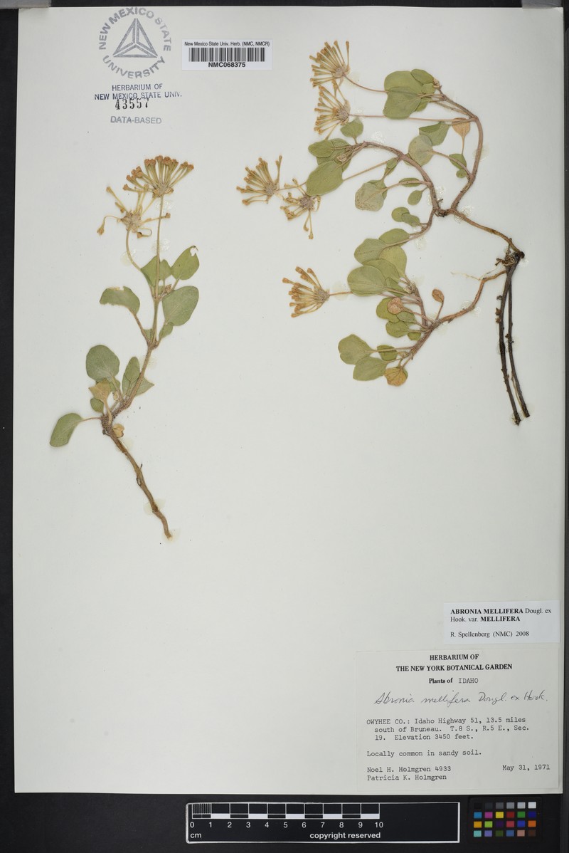 Abronia mellifera var. mellifera photo 4