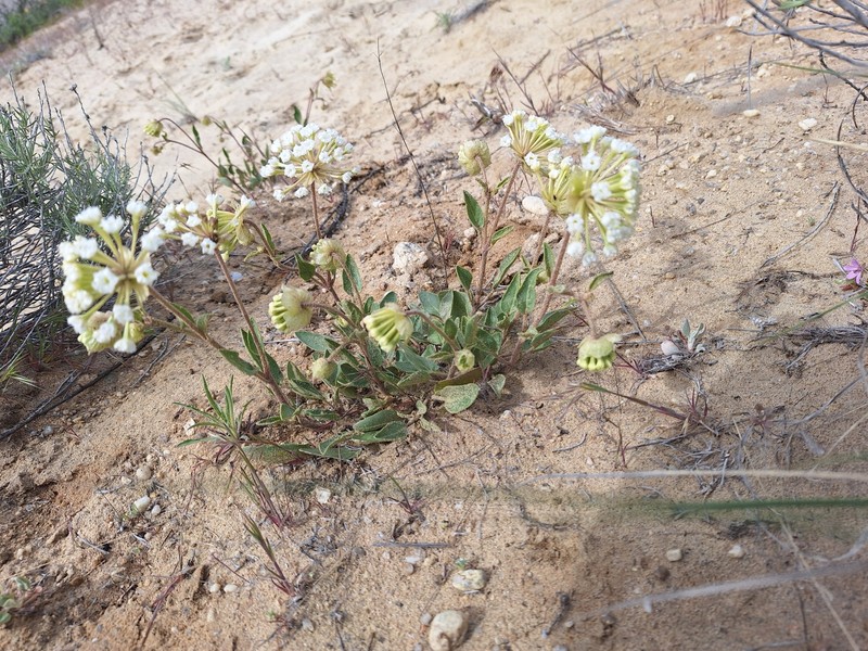 Abronia mellifera var. pahoveorum photo 3