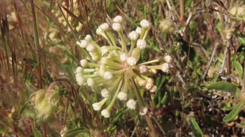 Abronia mellifera var. pahoveorum photo 5