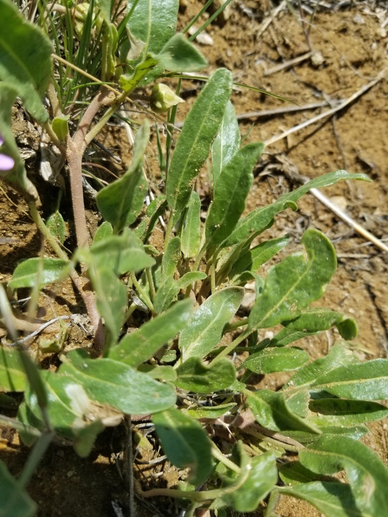 Abronia mellifera var. pahoveorum photo 6