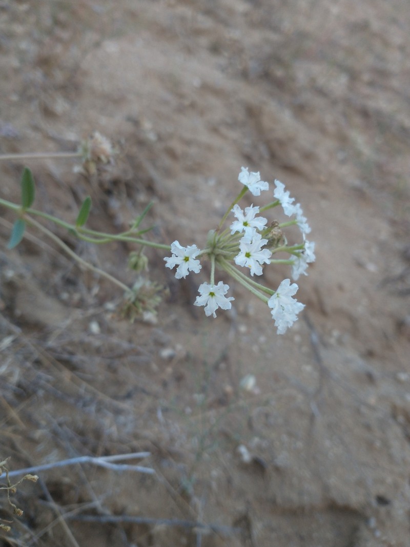 Abronia mellifera var. pahoveorum photo 7