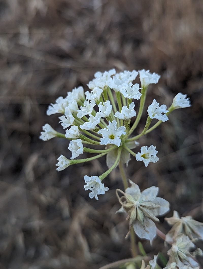 Abronia mellifera var. pahoveorum photo 8