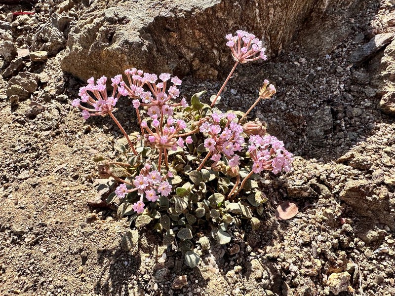 Dwarf Sand Verbena photo 2