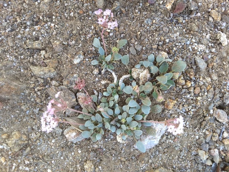 Dwarf Sand Verbena photo 3