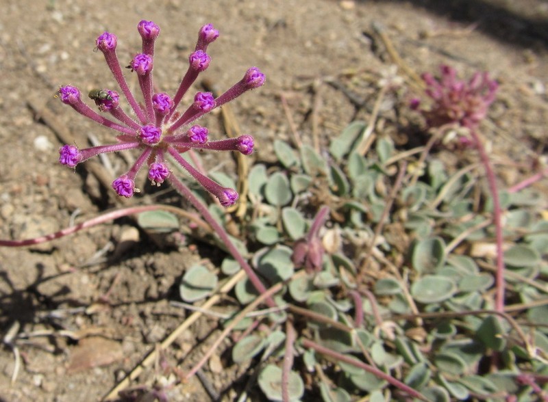 Dwarf Sand Verbena photo 4