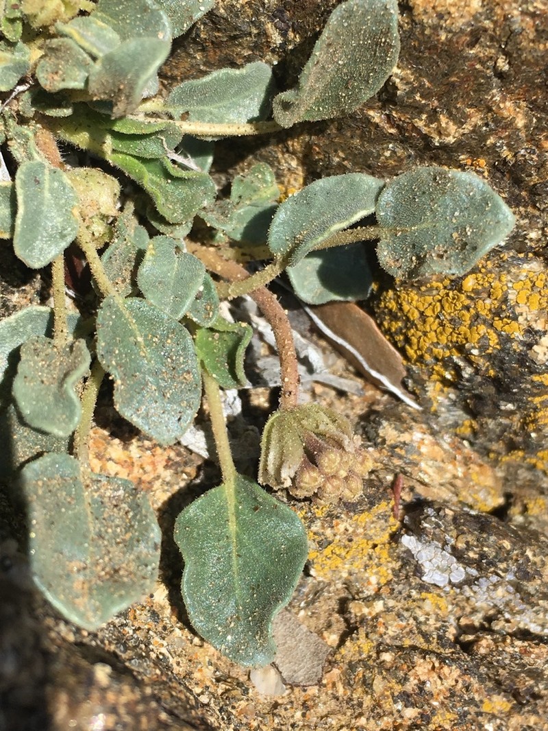 Dwarf Sand Verbena photo 5