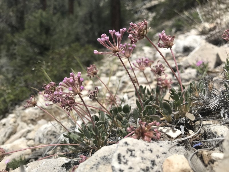 Dwarf Sand Verbena photo 6