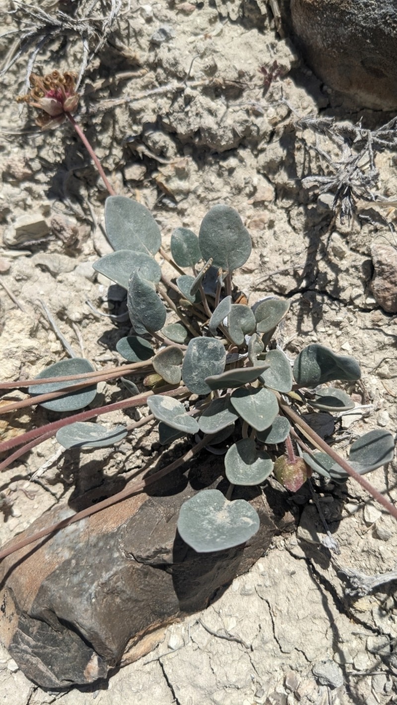 Dwarf Sand Verbena photo 7