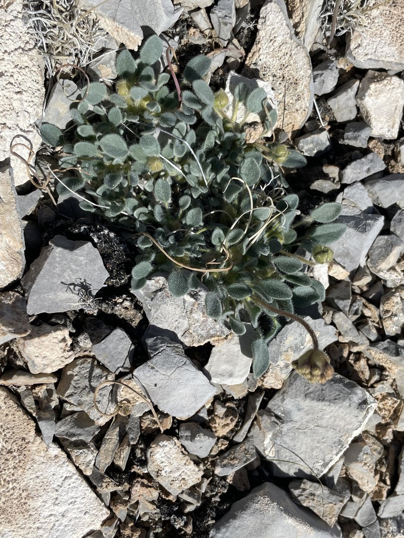 Abronia nana var. covillei
