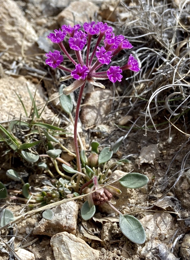 Abronia nana var. covillei photo 3
