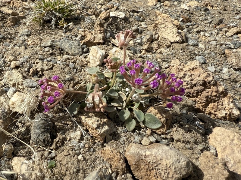 Abronia nana var. covillei photo 4