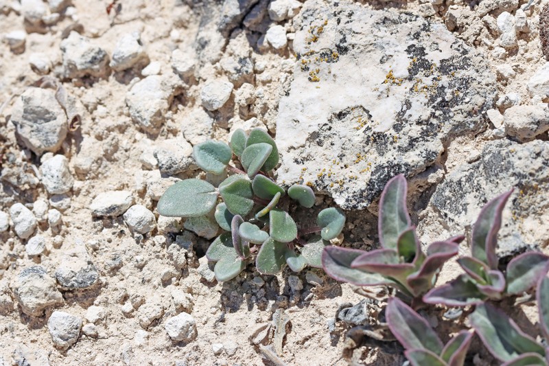 Abronia nana var. nana